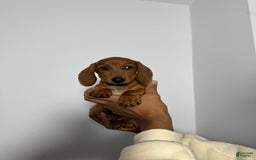 Miniature Dachshund dogs for sale: Slinky - Image 2