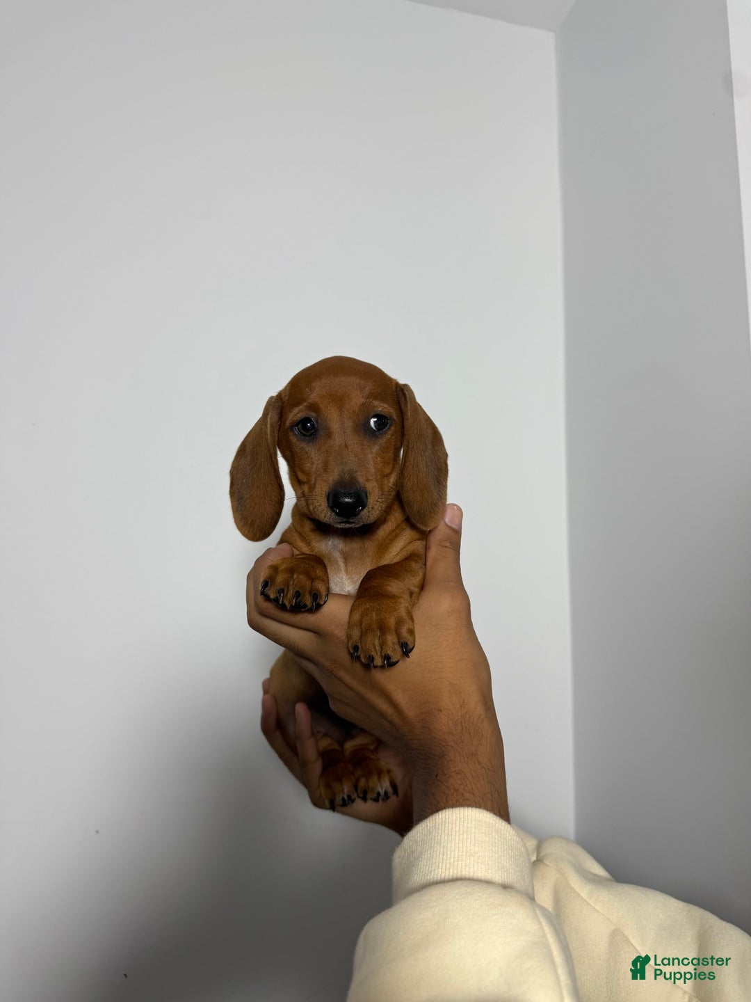 Miniature Dachshund dogs for sale: Slinky - Image 2