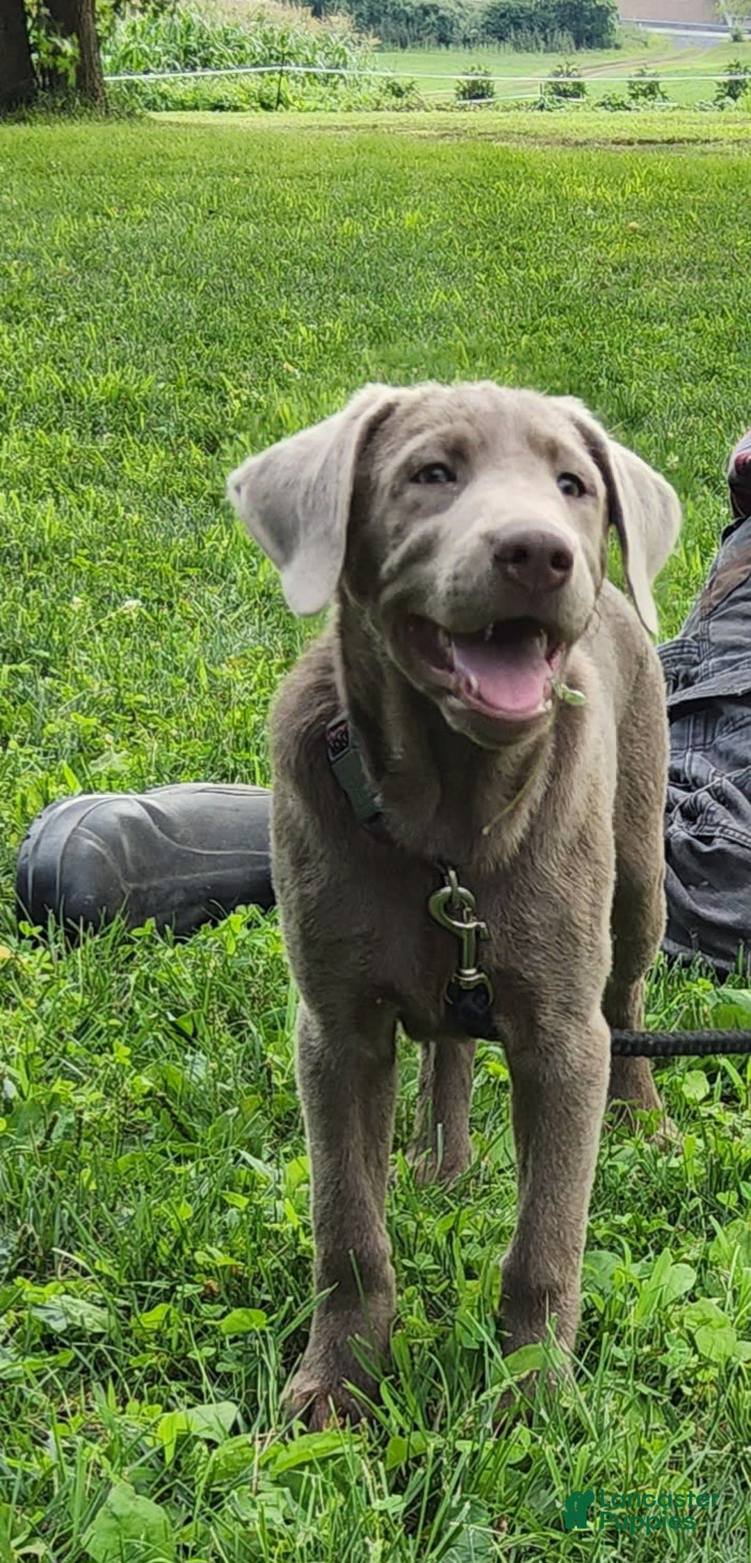 Labrador Retriever dogs for sale: Silver Luna - Image 1