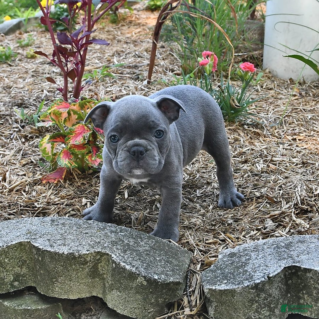 Frenchton dogs for sale: Rocky - Image 5