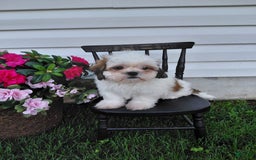 Shih Tzu dogs for sale: Fawn - Image 5
