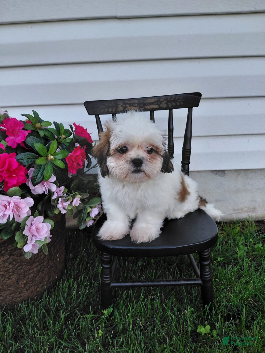 Shih Tzu dogs for sale: Fawn - Image 5