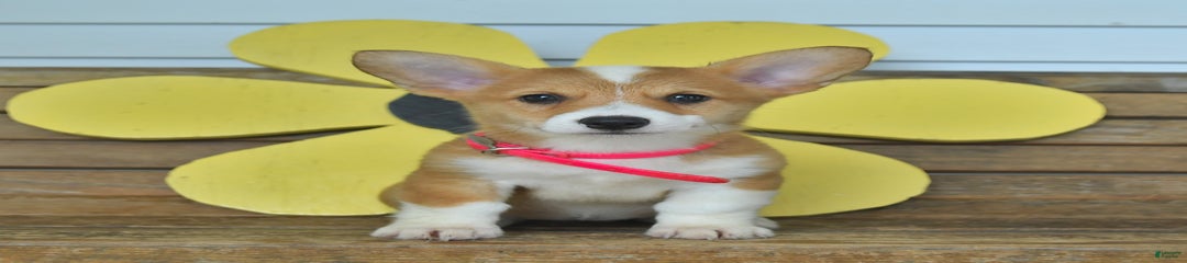 Mindy