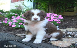 Australian Shepherd dogs for sale: Bonnie - Image 4