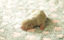 American Bully dogs for sale: Simba - Image 1