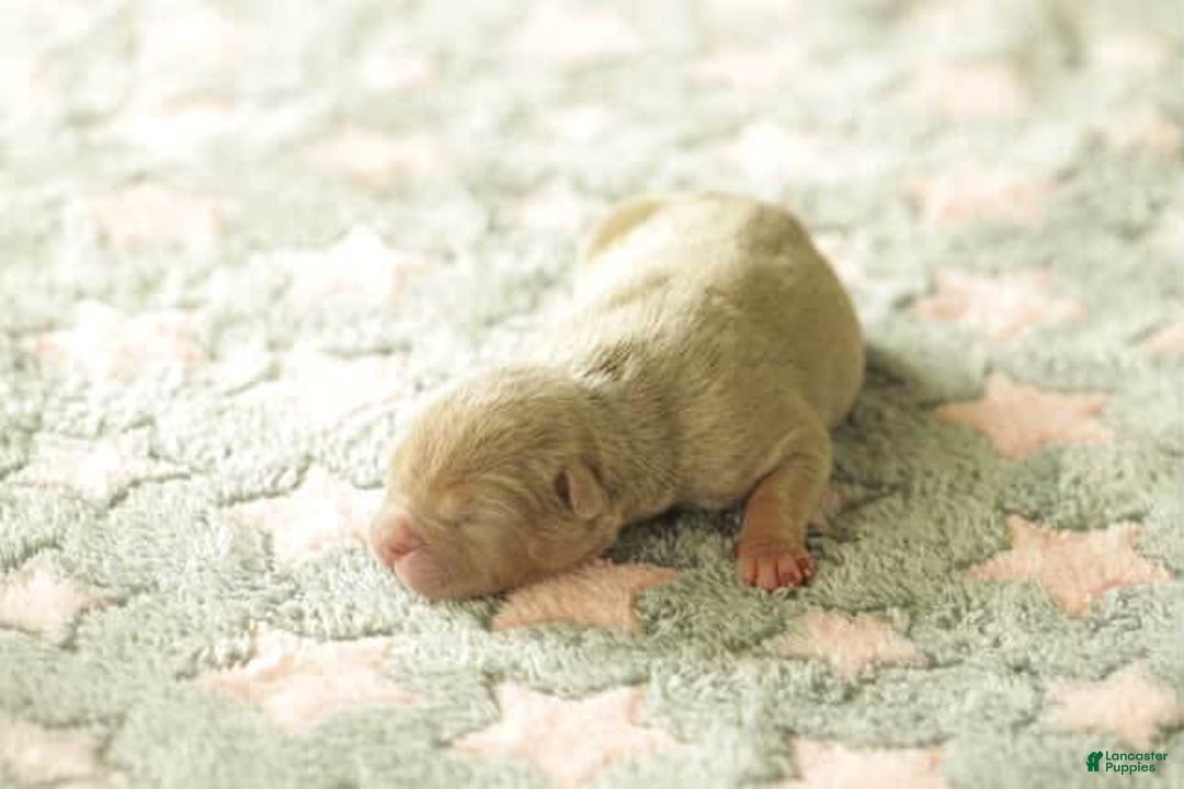 American Bully dogs for sale: Simba - Image 1