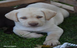 Labrador Retriever dogs for sale: Candy - Image 4