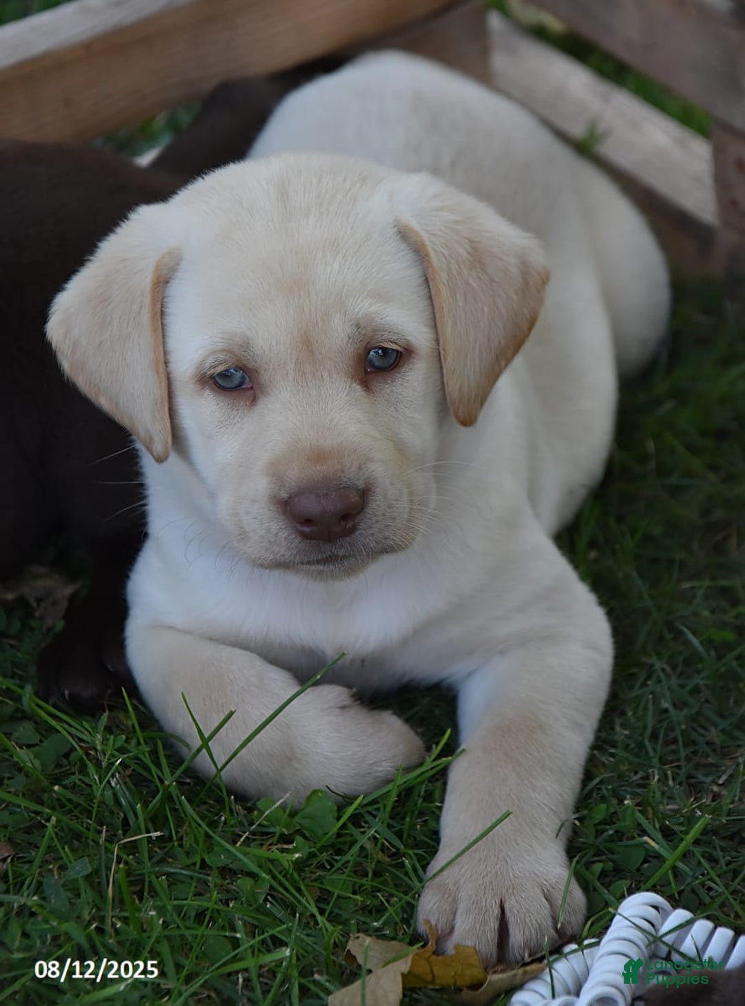 Labrador Retriever dogs for sale: Candy - Image 4