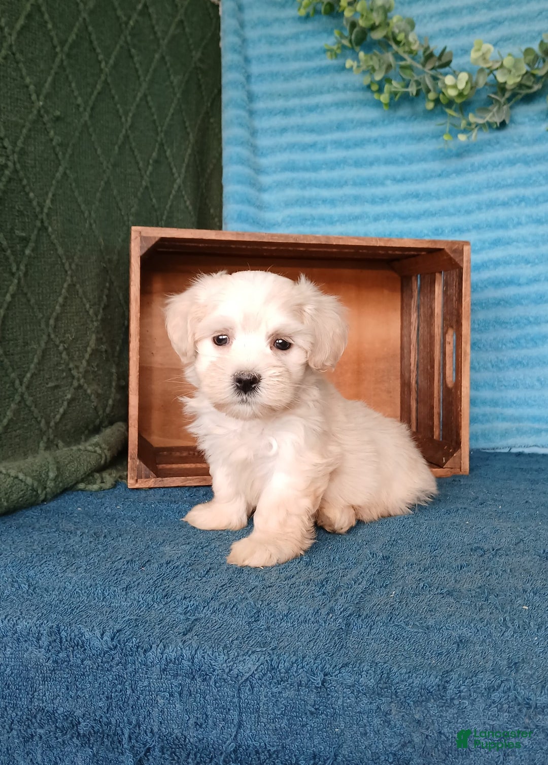 Havanese dogs for sale: Alley - Image 7