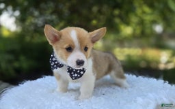 Welsh Corgi Pembroke dogs for sale: Tyler - Image 2