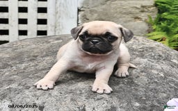 Pug dogs for sale: Bobby - Image 1