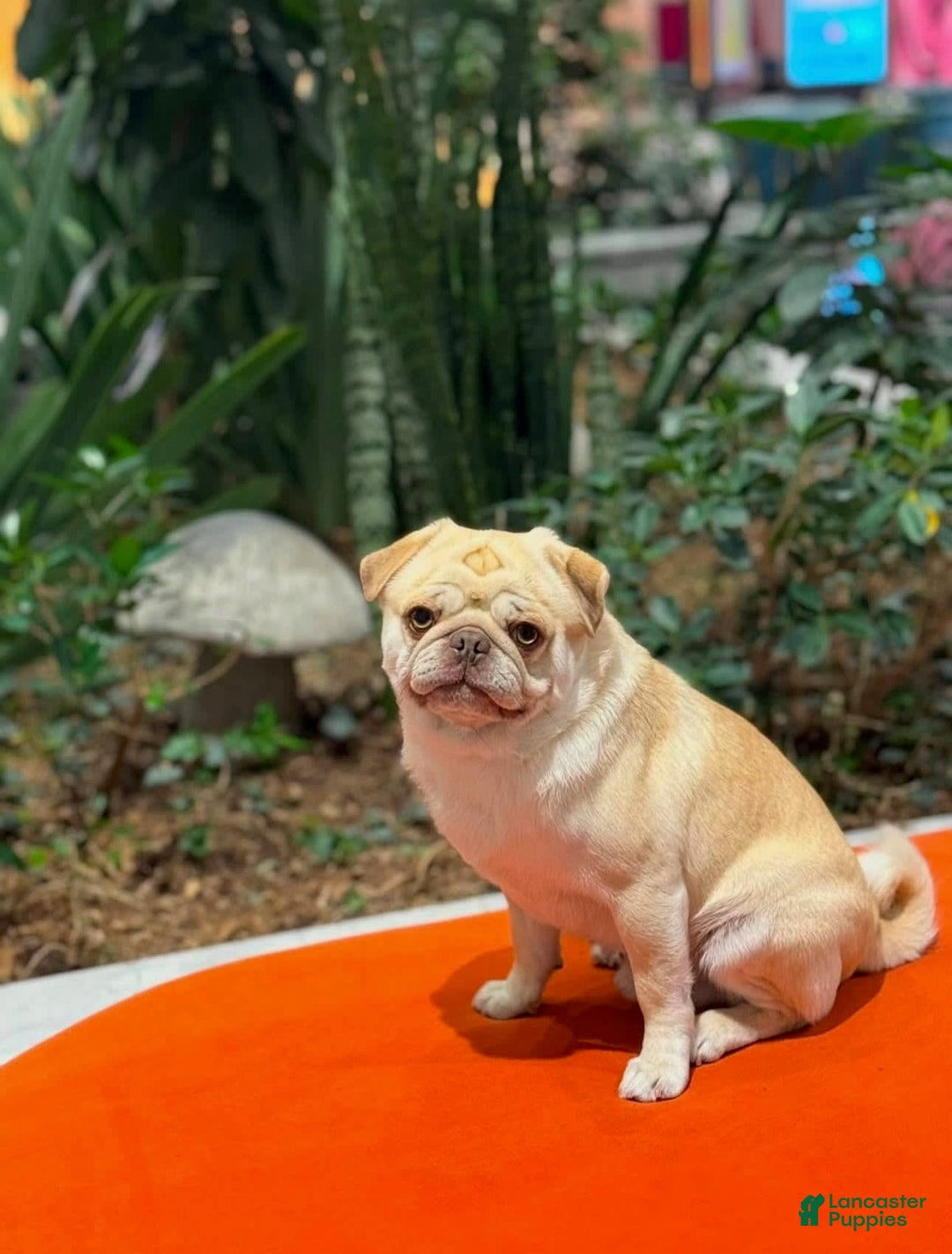 Pug dogs for sale: Silver - Image 3