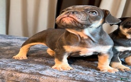 English Bulldog dogs for sale: Blue Boy - Image 6