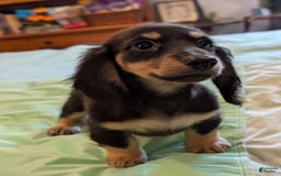 Miniature Dachshund dogs for sale: Romeo - Image 2