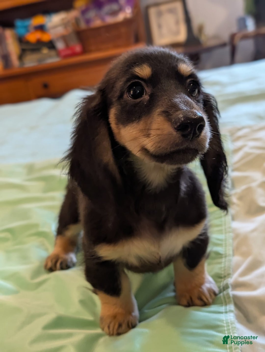 Miniature Dachshund dogs for sale: Romeo - Image 2