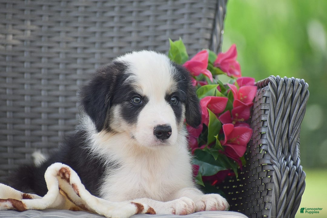 Border Collie dogs for sale: Benson - Image 5