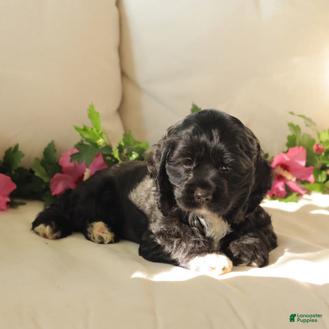 Cocker Spaniel dogs for sale: Sunshine - Image 3