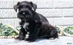 Miniature Schnauzer dogs for sale: Randy - Image 3