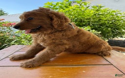 Goldendoodle dogs for sale: Victor - Image 10