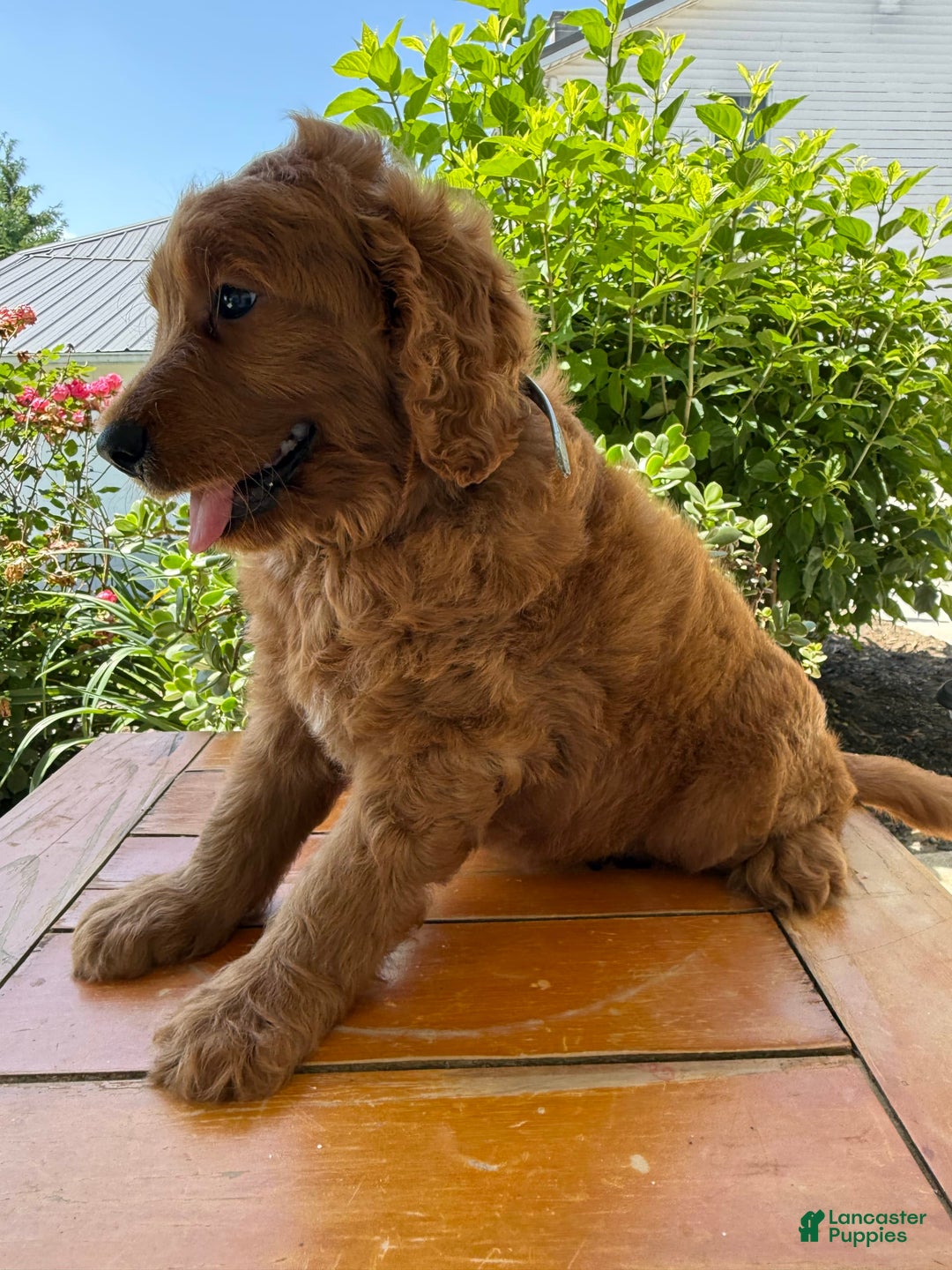 Goldendoodle dogs for sale: Victor - Image 10