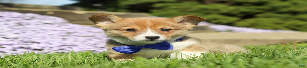 Duke