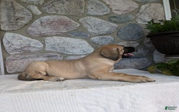 English Mastiff dogs for sale: Bear - Image 4