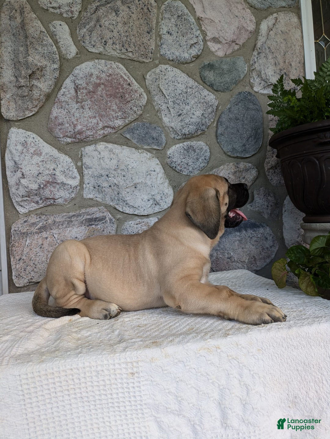 English Mastiff dogs for sale: Bear - Image 4