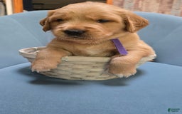 Golden Retriever dogs for sale: Perseus - Image 1