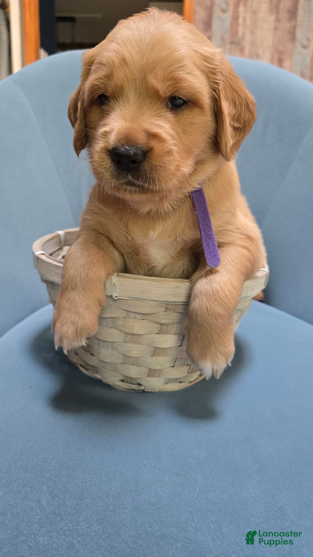 Golden Retriever dogs for sale: Perseus - Image 1