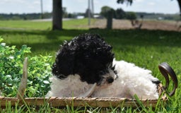 Toy Poodle dogs for sale: Ethan - Image 8
