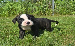 American Bulldog dogs for sale: Matilda - Image 21