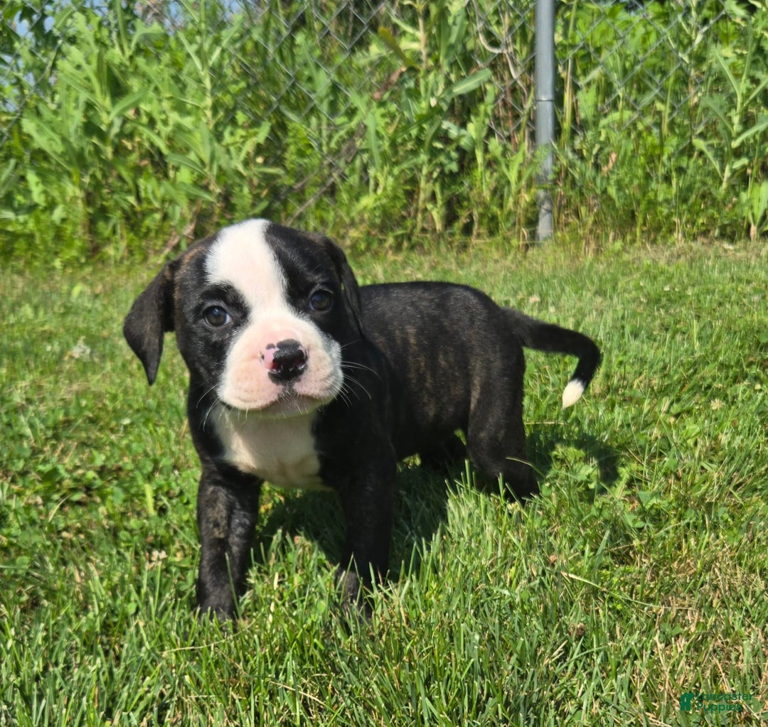 American Bulldog dogs for sale: Matilda - Image 21