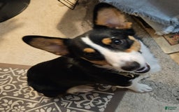 Welsh Corgi Pembroke dogs for sale: Cleopatra - Image 12