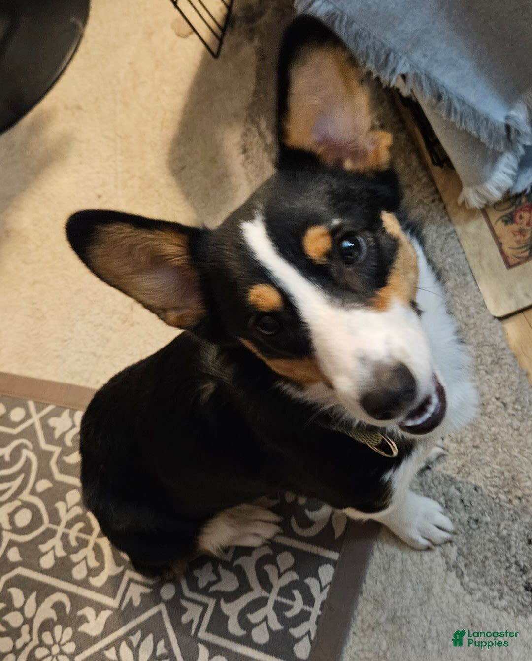Welsh Corgi Pembroke dogs for sale: Cleopatra - Image 12