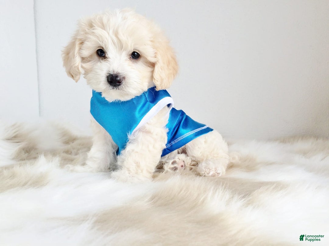 Maltipoo dogs for sale: Cookie - Image 17
