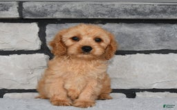 Cavapoo dogs for sale: Brady - Image 1