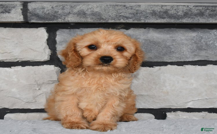 Cavapoo dogs for sale - Ad 3