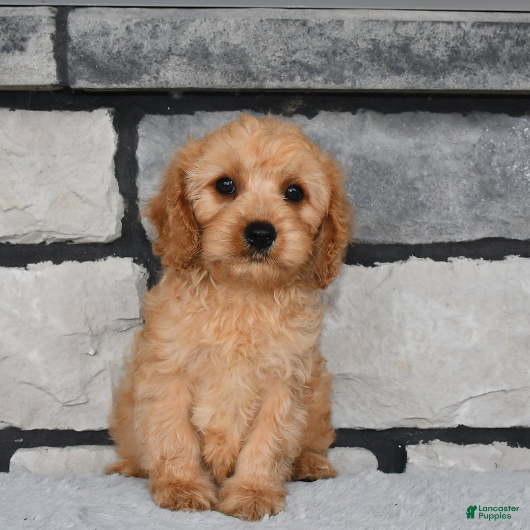 Cavapoo dogs for sale: Brady - Image 1