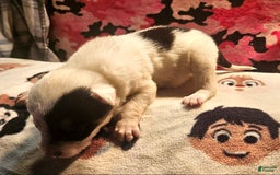 Border Collie dogs for sale: Gumbi - Image 3