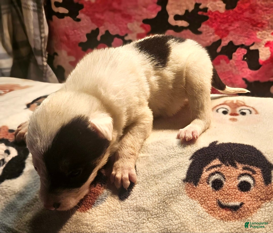 Border Collie dogs for sale: Gumbi - Image 3