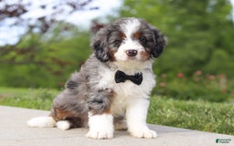 Mini Bernedoodle dogs for sale: Oakley - Image 2