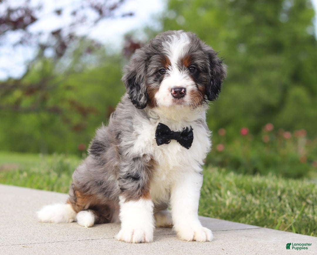 Mini Bernedoodle dogs for sale: Oakley - Image 2