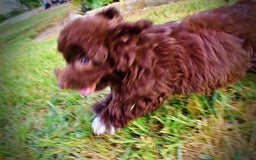Havapoo dogs for sale: Karma - Image 12