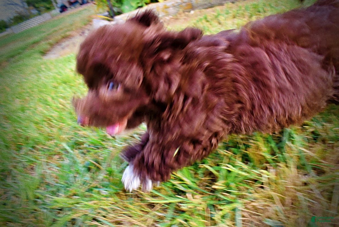 Havapoo dogs for sale: Karma - Image 12