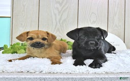 Toy Poodle dogs for sale: Dylan - Image 6