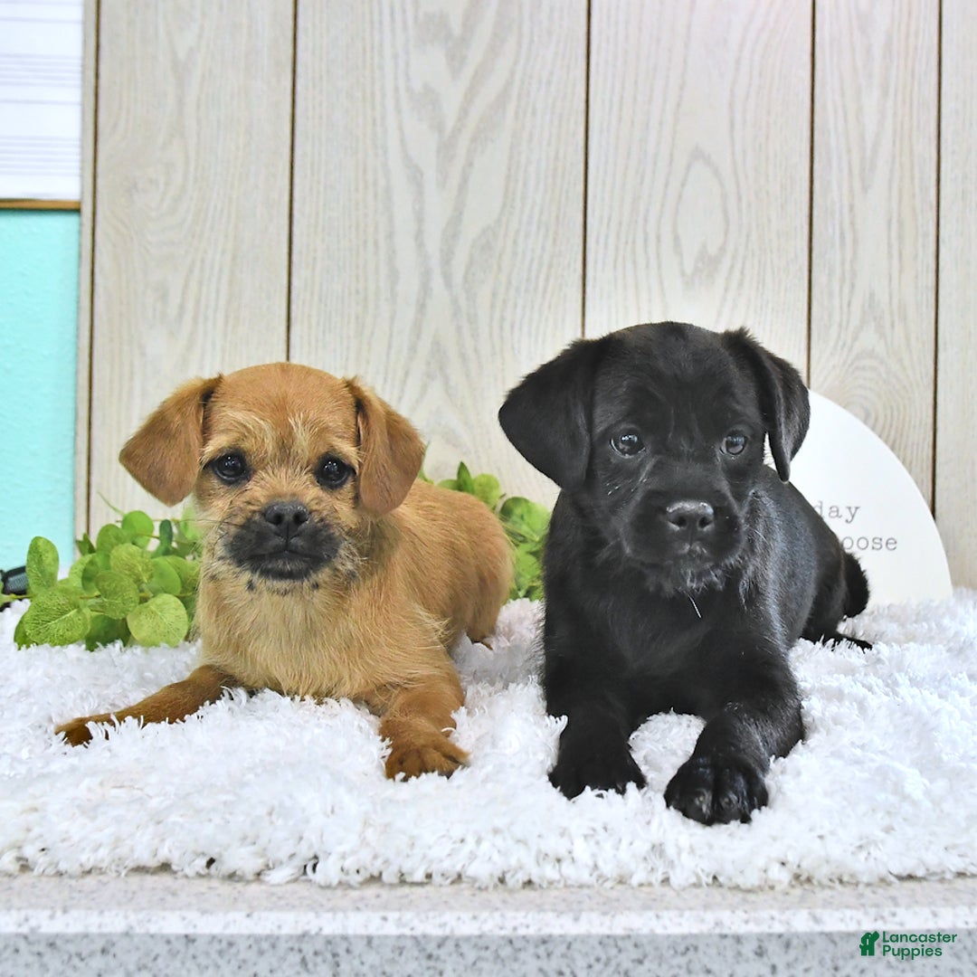 Toy Poodle dogs for sale: Dylan - Image 6
