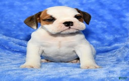 Beabull dogs for sale: Connor - Image 5