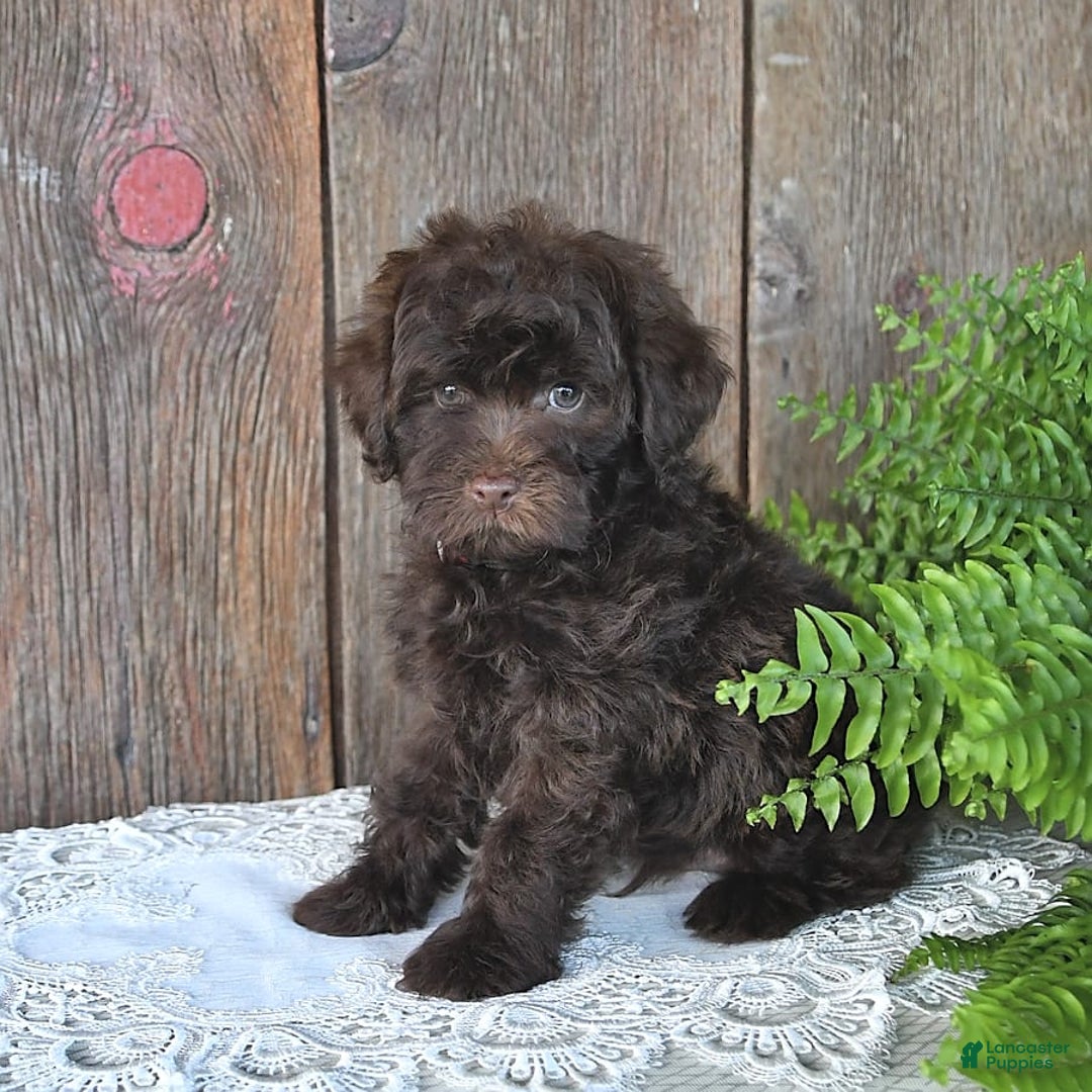 Havapoo dogs for sale: Robin - Image 2