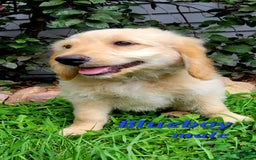 Mini Goldendoodle dogs for sale: Blueboy - Image 2