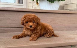 Maltipoo dogs for sale: Gorgeous - Image 4